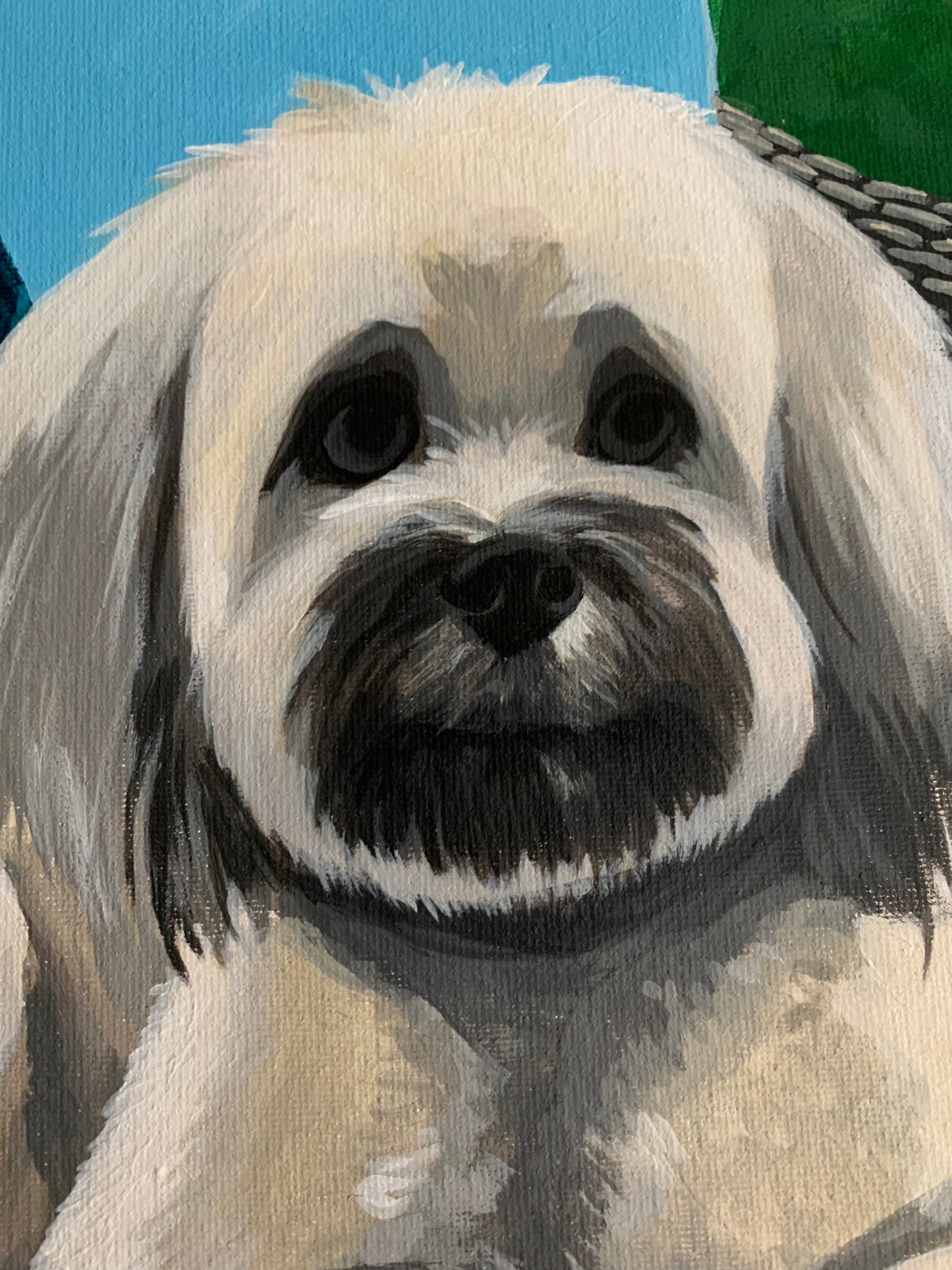 Pet Portraits