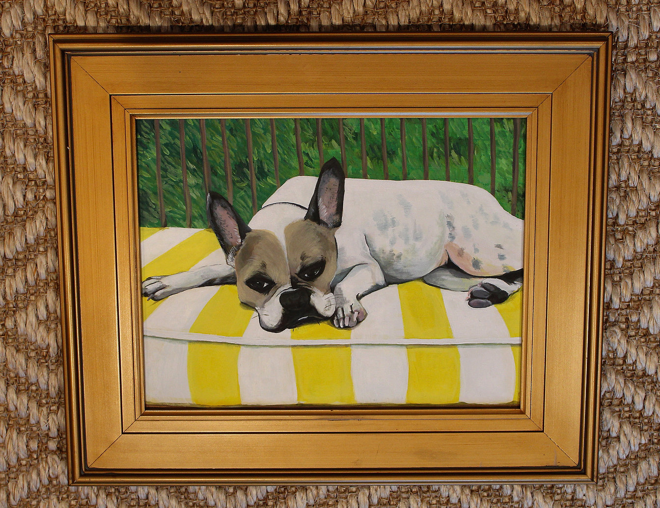 Pet Portraits